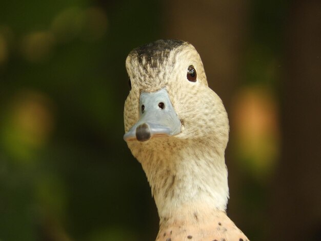 Close-up portrait of a bird