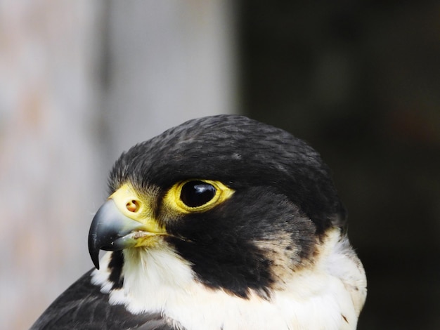 Foto ritratto di un uccello da vicino