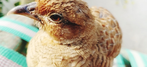 Foto ritratto di un uccello da vicino