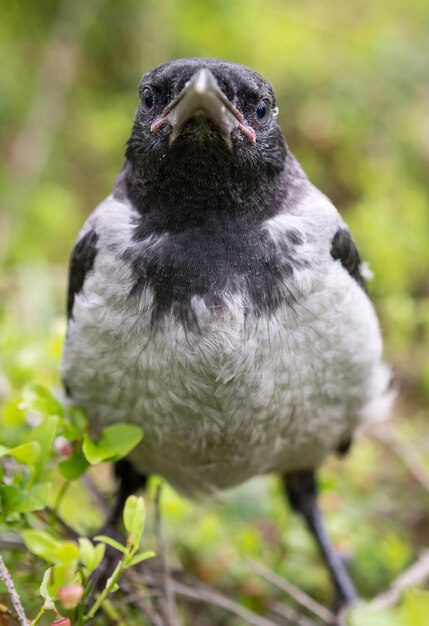 Photo close-up portrait of bird