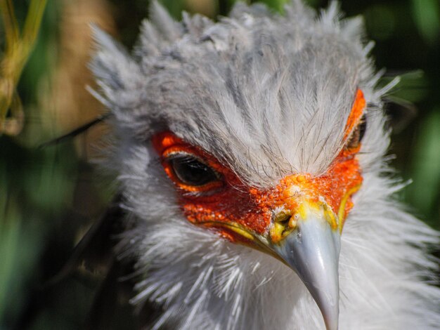 Photo close-up portrait of a bird