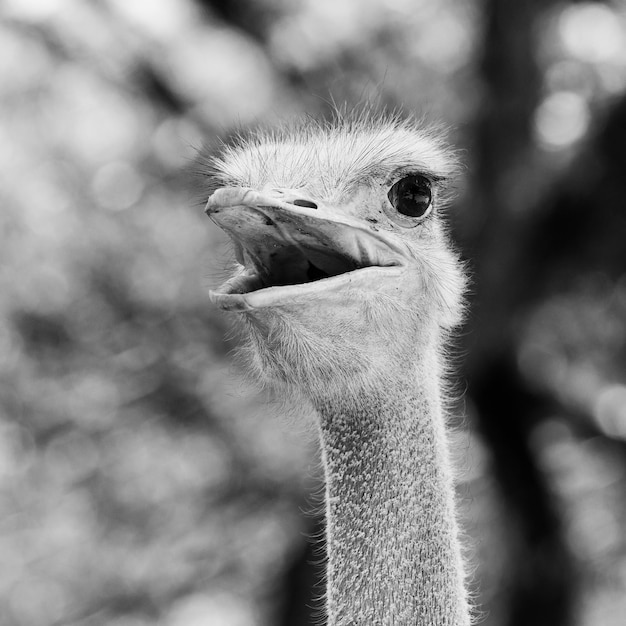 Photo close-up portrait of a bird