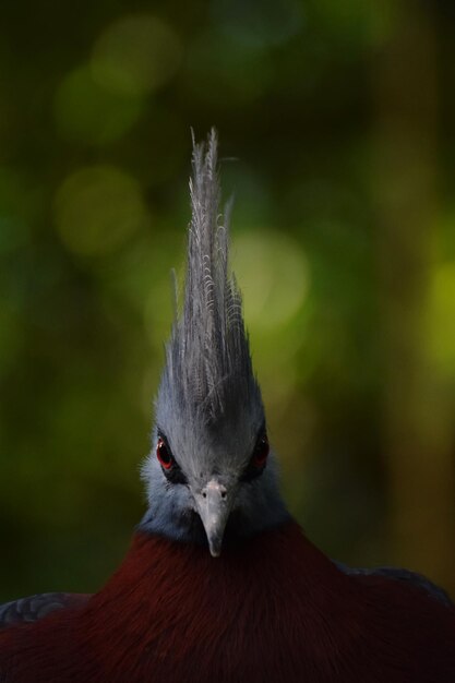 Photo close-up portrait of bird