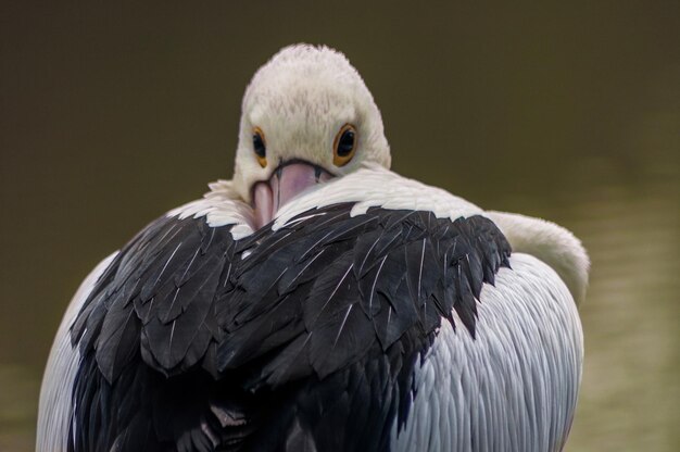 Foto ritratto di un uccello da vicino