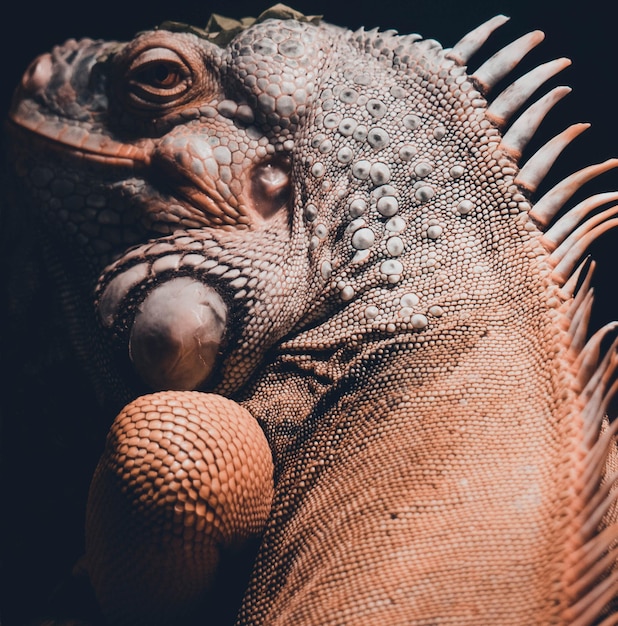 Close-up portrait of a bird