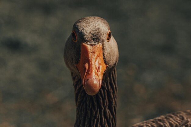 Foto ritratto di un uccello da vicino