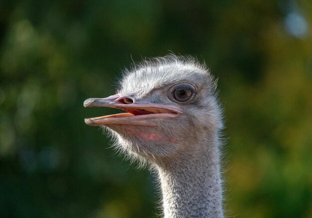 Close-up portrait of a bird