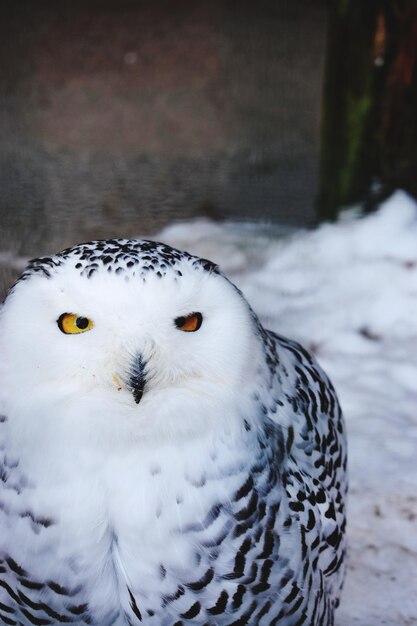 Foto ritratto di un uccello da vicino