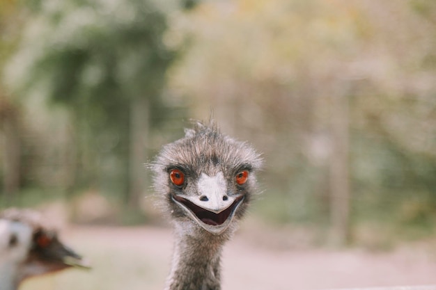 Foto ritratto di un uccello da vicino