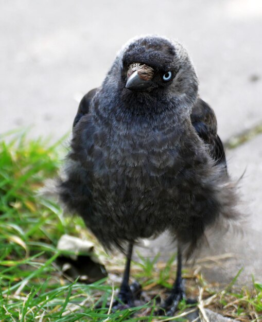 Photo close-up portrait of bird