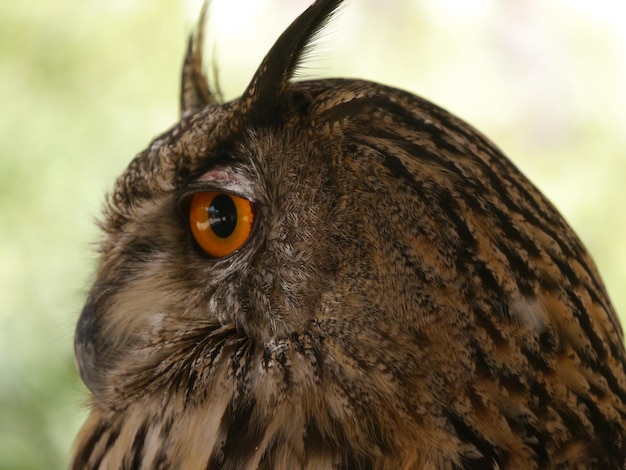 Foto ritratto di un uccello da vicino