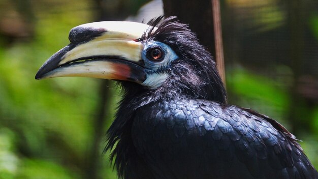 Close-up portrait of bird