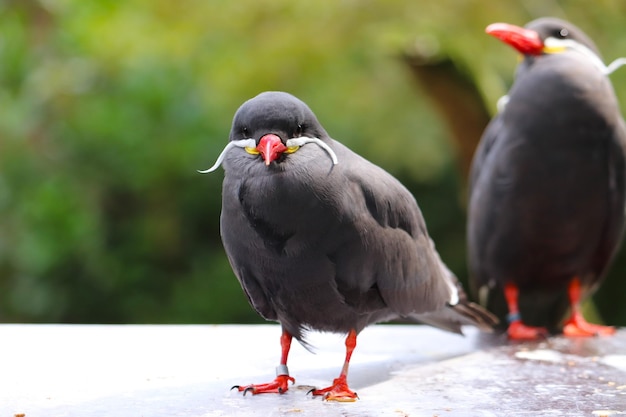 壁に座っている鳥のクローズアップ肖像画