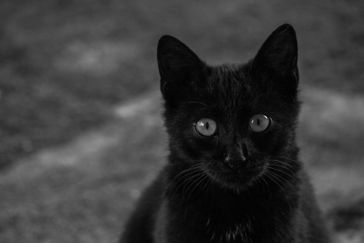 Photo close-up portrait of black cat against blurred background