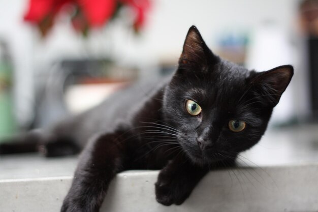 Close-up portrait of black cat on floor