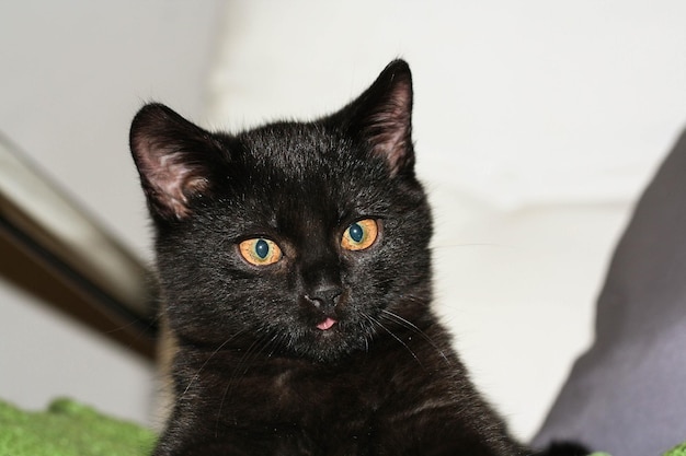 家でリラックスしている黒猫のクローズアップ肖像画