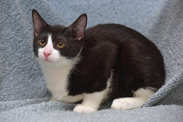 Close-up portrait of black cat sitting on floor