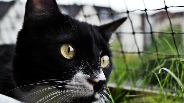 Close-up portrait of black cat