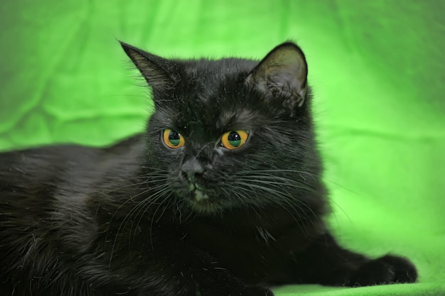 Photo close-up portrait of black cat