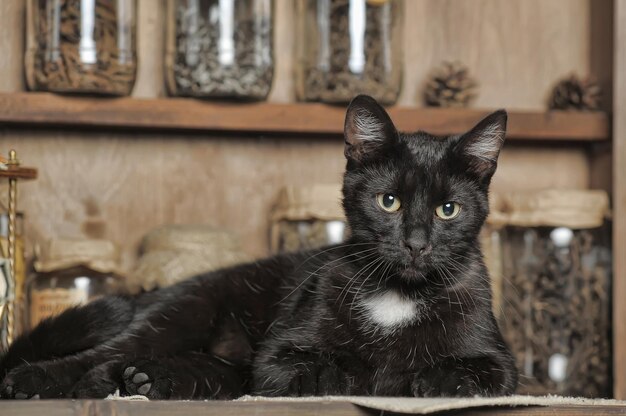 Close-up portrait of black cat