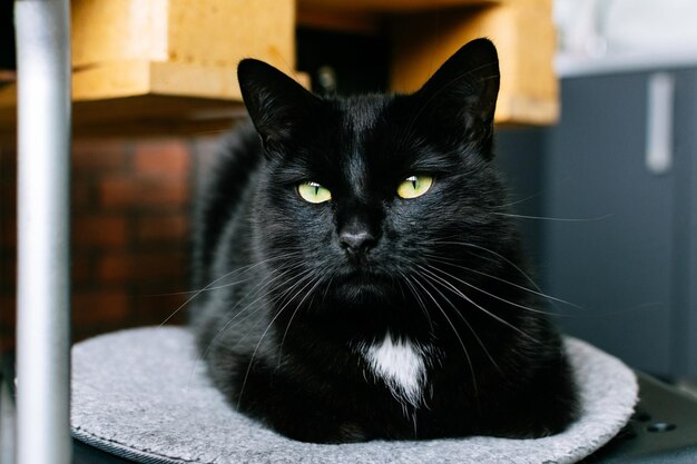 Close-up portrait of black cat