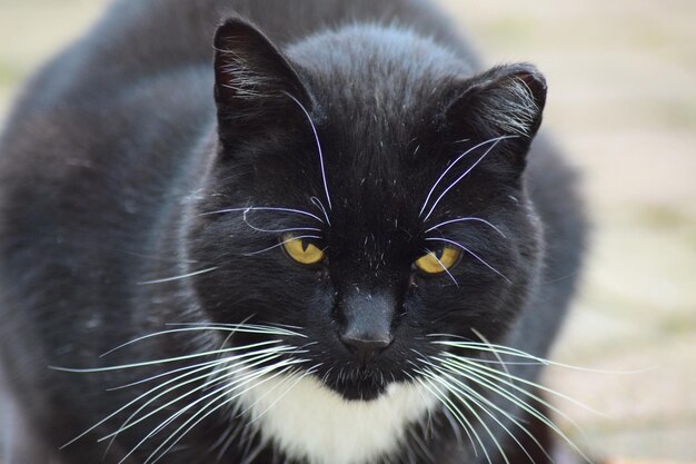 Photo close-up portrait of black cat