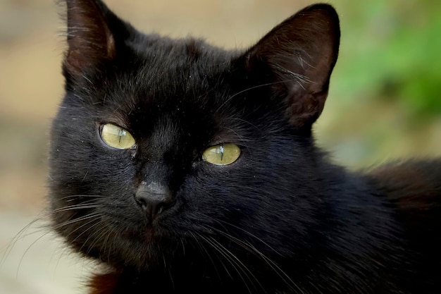 黒猫のクローズアップポートレート