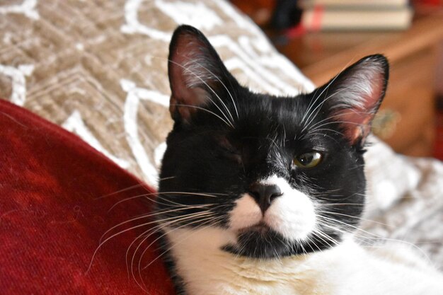 Close-up portrait of black cat