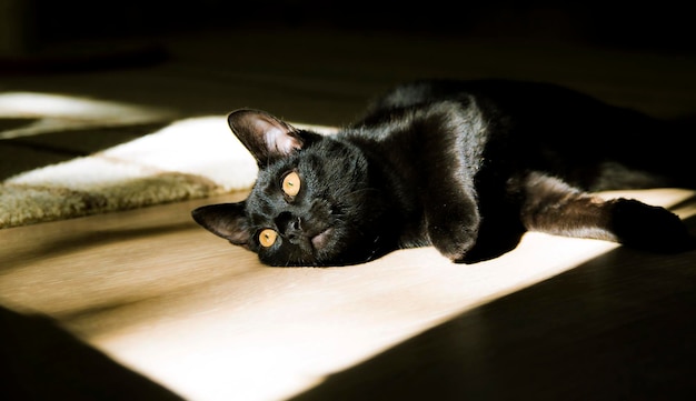 黒い猫のクローズアップ肖像画