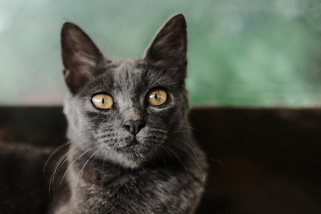 검은 고양이 의 클로즈업 초상화