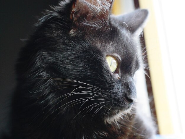 Photo close-up portrait of black cat