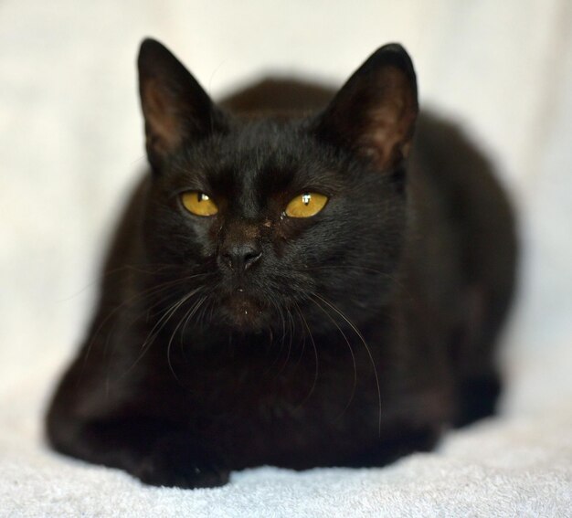 Photo close-up portrait of black cat