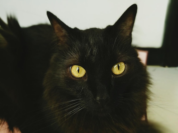 Photo close-up portrait of black cat