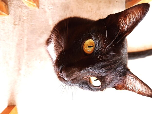 Close-up portrait of black cat