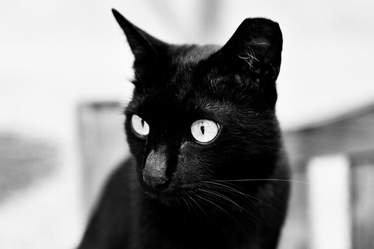 Photo close-up portrait of black cat