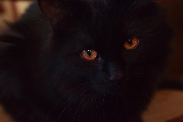 Close-up portrait of black cat