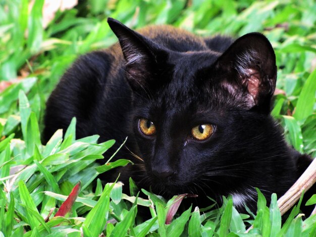 Close-up portrait of black cat