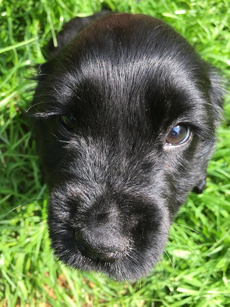 Photo close-up portrait of black dog on field