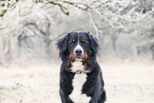 close-up portrait of black dog