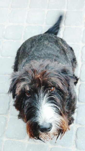 Close-up portrait of black dog