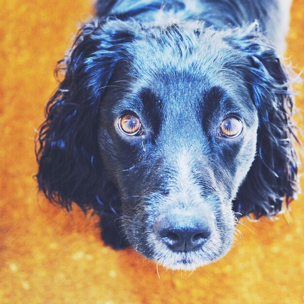 Foto ritratto ravvicinato di un cane nero