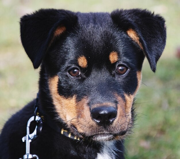 黒い犬のクローズアップポートレート