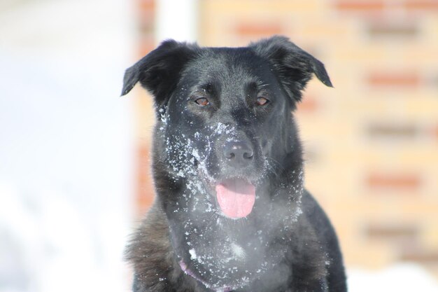 Foto ritratto ravvicinato di un cane nero