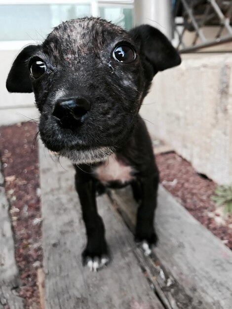 Close-up portrait of black dog