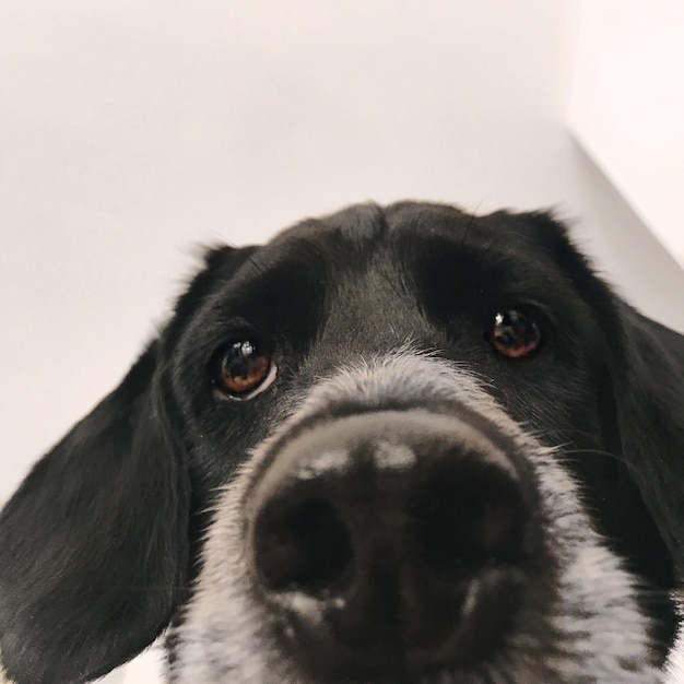 Photo close-up portrait of black dog