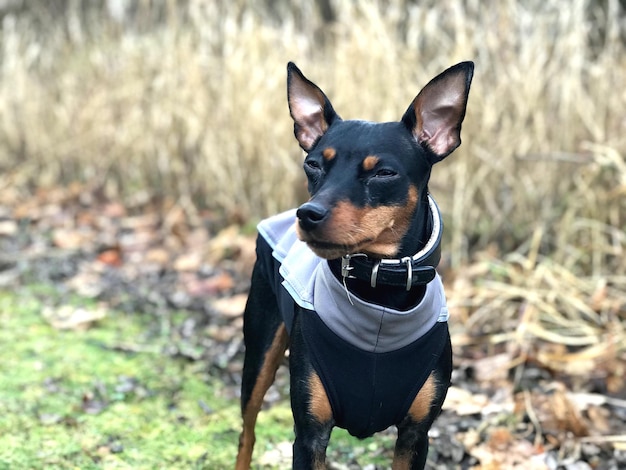 黒い犬のクローズアップポートレート