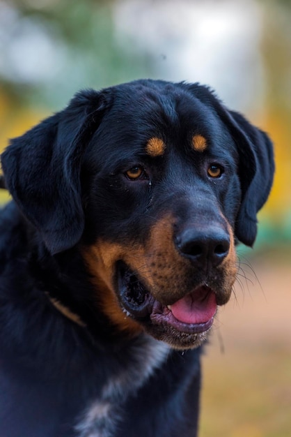Photo close-up portrait of black dog