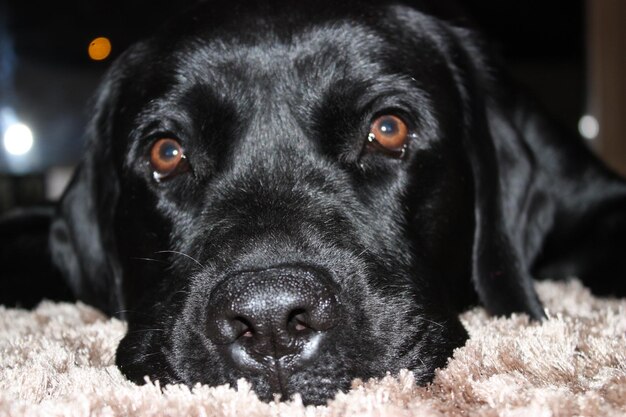 Photo close-up portrait of black dog