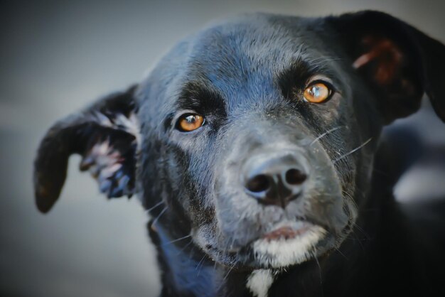 Photo close-up portrait of black dog