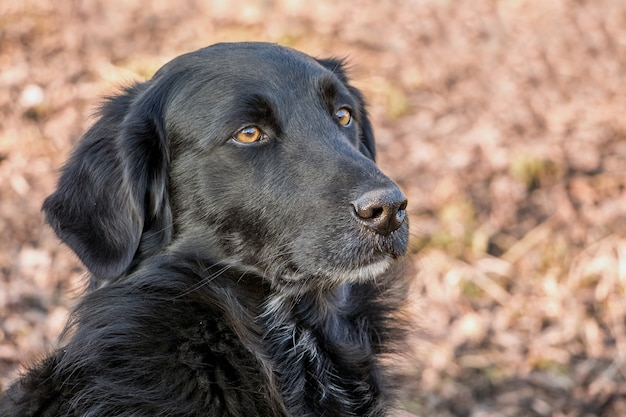 Close up on portrait of a black dog